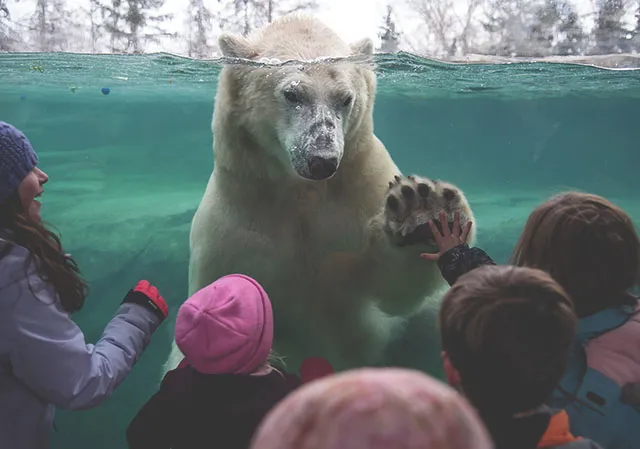 a young girl touches her hand to the glass of the polar bear habitat at the Calgary Zoo, while a polar bear raises his paw to match