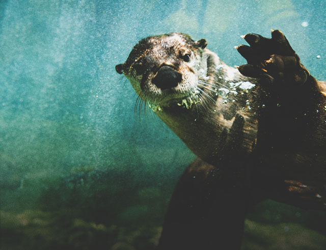 an otter swimming underwater in the Wilder Institute/Calgary Zoo's Wild Canada Habitat