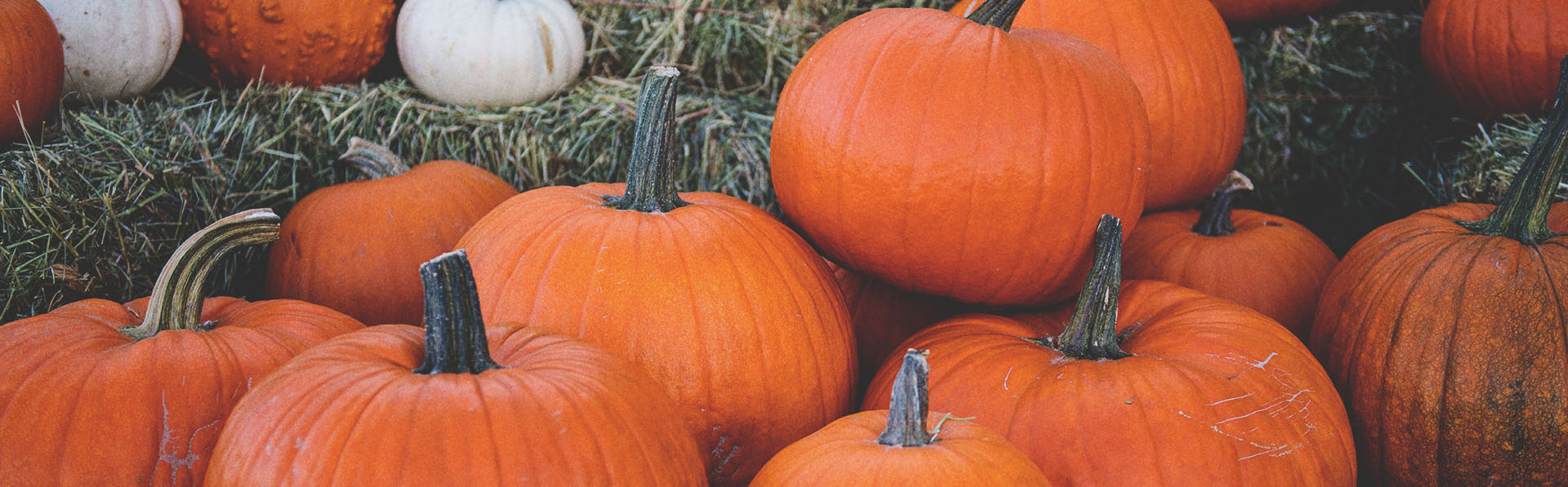 October in Calgary - Pumpkins