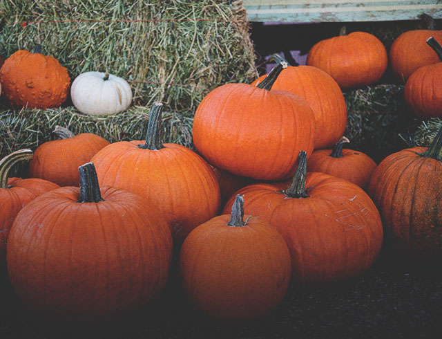 October in Calgary - Pumpkins