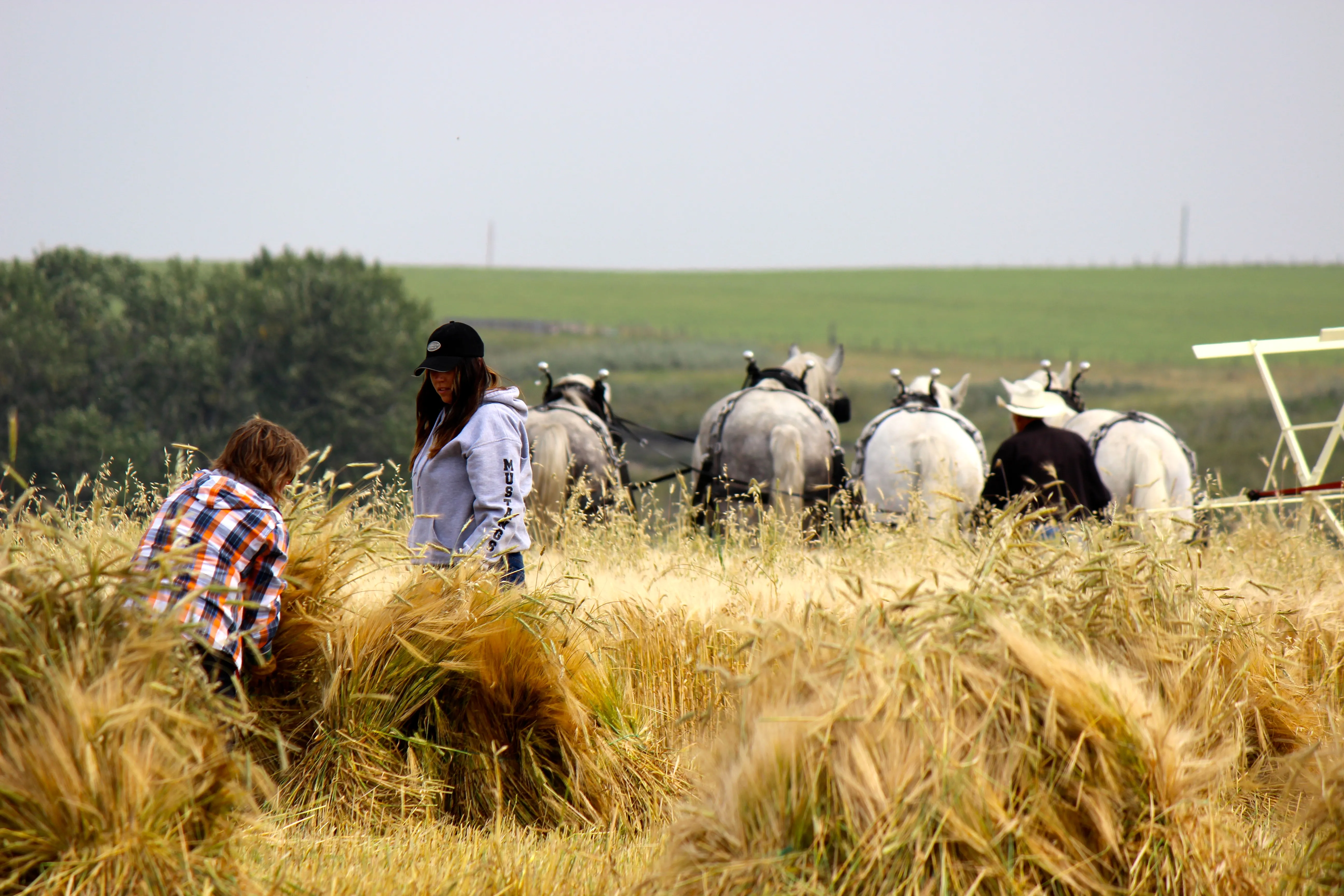 Alberta Prairie farm fields