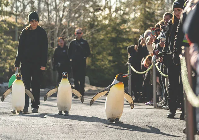 Wilder Institute/Calgary Zoo's Penguin Walk