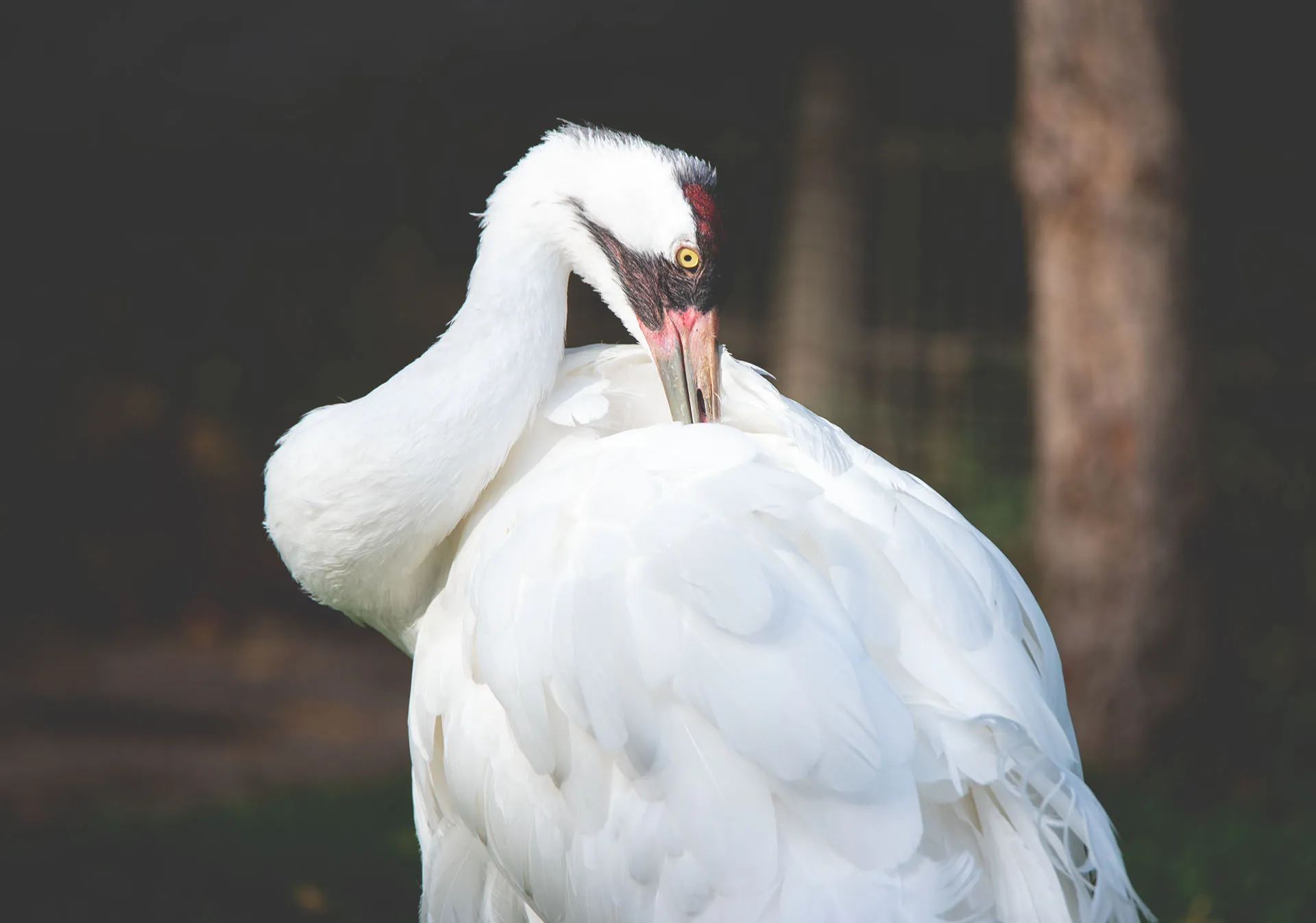 Adult whooping crane at the Wilder Institute's conservation breeding facility