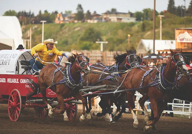 Chuckwagon Racing during the Calgary Stampede