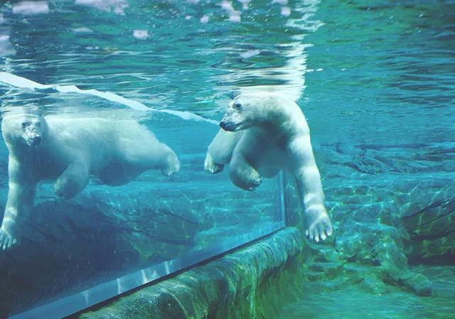 polar bear swimming in its habitat at The Wilder Institute/Calgary Zoo