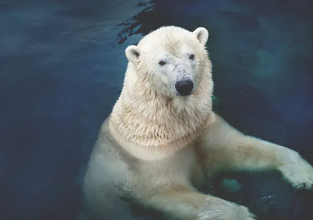 polar bear Siku wading in his pool