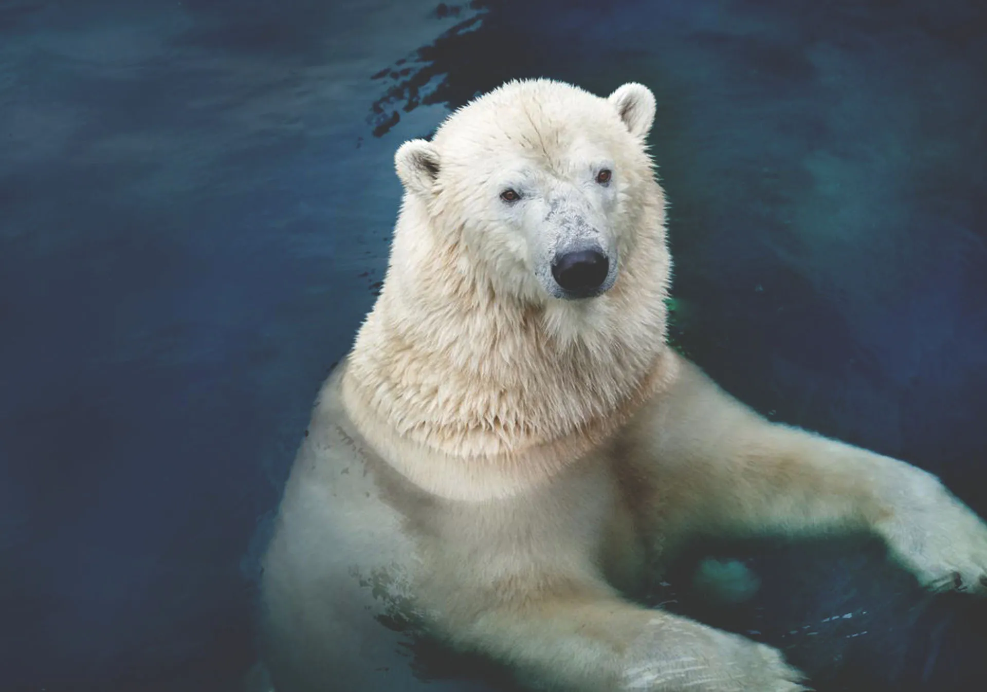 Polar bear 'Siku' relaxes in his wading pool