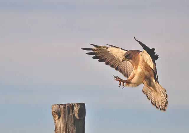 Swainson’s hawks bird in calgary alberta