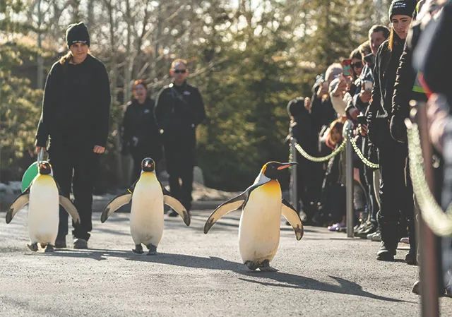 Penguin Walk in Calgary Zoo