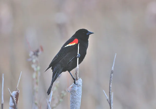 Red-winged blackbirds in calgary in alberta