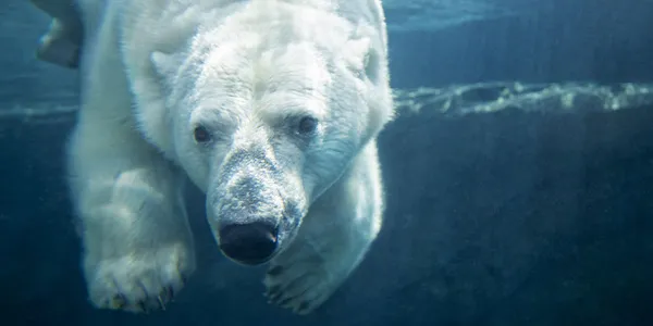 Wilder Institute/Calgary Zoo