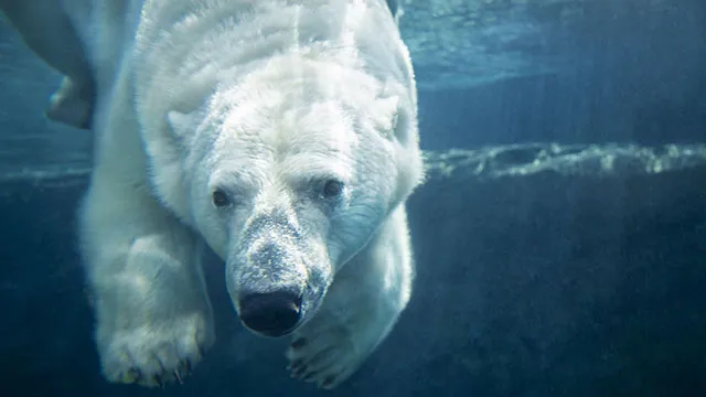 polar bear at Calgary Zoo
